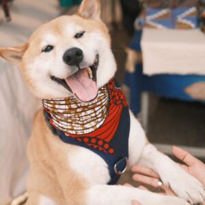 Dog Bandana